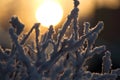 Branches covered by frost in the morning sun, warm light