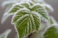 Branches covered frost Royalty Free Stock Photo