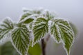 Branches covered frost Royalty Free Stock Photo