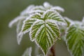 Branches covered frost Royalty Free Stock Photo