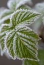 Branches covered frost Royalty Free Stock Photo