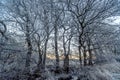 Branches covered with frost in the sunrise Royalty Free Stock Photo