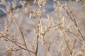 Branches covered with hard rime