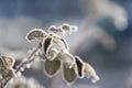 Branches covered with hoarfrost. Leaf, ice and snow. Royalty Free Stock Photo