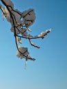 Ice and snow encrusted branches with icicles against background of bright blue sky Royalty Free Stock Photo