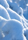 Branches covered in snow