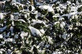 Holly shrub under the snow. Cold sunny winter day, blue shadows on the snow. Royalty Free Stock Photo