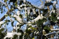 Holly shrub under the snow. Cold sunny winter day, blue shadows on the snow. Clean blue sky on the background. Royalty Free Stock Photo