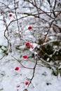 Branches covered with snow hold clusters of red berries Royalty Free Stock Photo