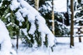 Branches covered with snow and ice in cold winter weathe