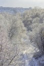 Branches covered with snow