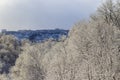 Branches covered with snow