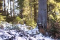 Branches covered with snow, tree trunk in wild winter forest. Scenic landscape in Black Forest, Schwarzwald, Germany. Royalty Free Stock Photo