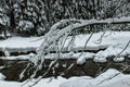 Branches covered with snow in winter park. View of frosty winter landscape. Wild cold river stream in forest. Low temperature Royalty Free Stock Photo