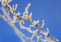 Branches are covered with white fluffy snow flakes in winter Park Royalty Free Stock Photo