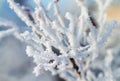 Branches are covered with white fluffy snow flakes in winter Park Royalty Free Stock Photo