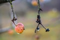 Branches of crab apple tree with red and orange cherry apples in autumn garden. Defocused Royalty Free Stock Photo