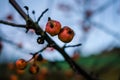 Branches of crab apple tree with red and orange cherry apples in autumn garden. Defocused Royalty Free Stock Photo