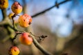 Branches of crab apple tree with red and orange cherry apples in autumn garden. Defocused Royalty Free Stock Photo