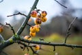 Branches of crab apple tree with red and orange cherry apples in autumn garden. Defocused Royalty Free Stock Photo