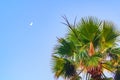 Branches, crown, leaves, petioles of a palm tree against a clear blue sky and a crescent moon. Natural background for abstract Royalty Free Stock Photo