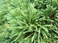 Branches of cryptomeria japonica Royalty Free Stock Photo