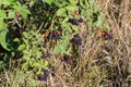 Branches of cultivated dewberry with ripe and unripe berries