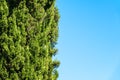 Branches of Cupressus tree on blue sky background