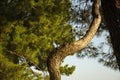 branches and curved trunk of the Pitsunda pine against the blue sky Royalty Free Stock Photo