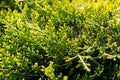 Close-up of green branches Cypress. Thuja