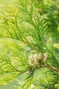 Branches of cypress tree Royalty Free Stock Photo