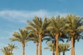 Branches of date palms under blue sky in Egypt Royalty Free Stock Photo