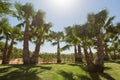 Branches of date palms under blue sky in Egypt Royalty Free Stock Photo