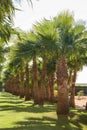 Branches of date palms under blue sky in Egypt Royalty Free Stock Photo