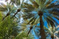 Branches of date palms under sky