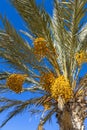 Branches of dates palm with fresh dates on it Royalty Free Stock Photo