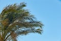 Branches of dates palms against the clear blue sky, Africa, tropical