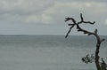 The branches of a dead tree frame a view over a stormy coastline Royalty Free Stock Photo