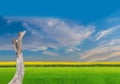 branches of the dead tree, green paddy rice field, yellow plant field with the beautiful sky and cloud background Royalty Free Stock Photo