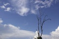 Branches of dead trees on blue sky background Royalty Free Stock Photo