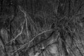 Branches of dead trees in the cold and flood forest in black and grey tone. Despair and hopeless concept Royalty Free Stock Photo