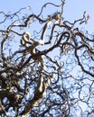 Branches of Decorative Contort hazel against the blue sky in spring. The bare branches are beautifully intertwined and twisted. Royalty Free Stock Photo