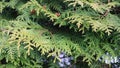 Fresh yucca plant branches close-up Royalty Free Stock Photo