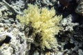 Branches of deep sea coral polyps, marine life on a ocean floor. Beautiful saltwater creatures in a coral reef, Red Sea.
