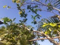 Branches delicately adorned with flowers and leaves framed by blue sky.