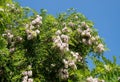 Branches of densely blossoming acacia