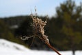 Branches of dried herbs Royalty Free Stock Photo