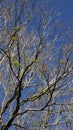 Branches of dried trees and blue sky background Royalty Free Stock Photo