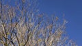 Branches of dried trees and blue sky background Royalty Free Stock Photo