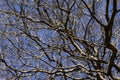 Branches of dried trees and blue sky background. A tree against a blue sky. Royalty Free Stock Photo